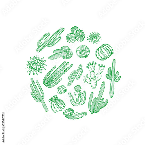 Vector hand drawn desert cacti plants in circle shape isolated on white illustration