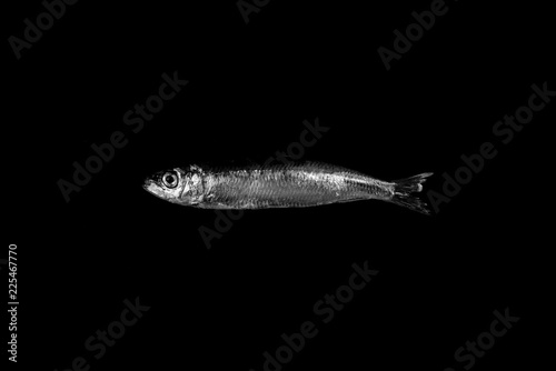 sardine isolated on black background