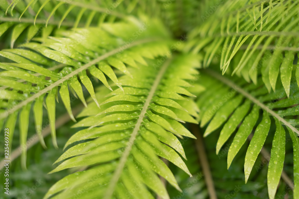 dew drops, droplets on fern plant leaves closeup - dew drops, droplets on fern plant leaves closeup -