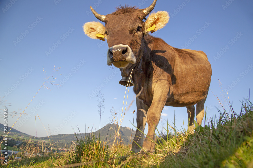 Kuh - Allgäu - lustig - niedlich - Grünten