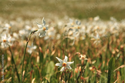 Fototapeta Naklejka Na Ścianę i Meble -  Daffodil mountain in Slovenia