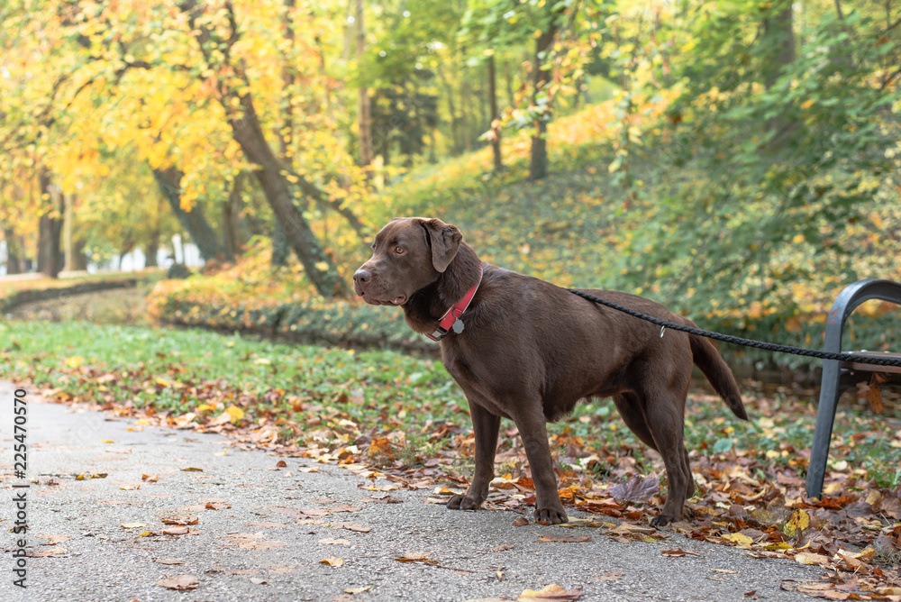 Beautiful big brown labrador dog in park in autumn