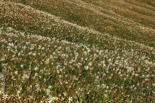 Fototapeta Naklejka Na Ścianę i Meble -  Daffodil mountain in Slovenia