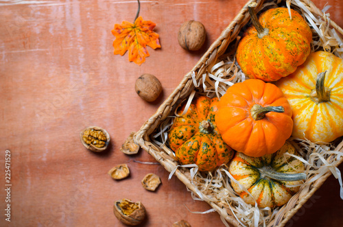 Different Colorful Pumpkins, Autumn Thanksgiving and Halloween Background