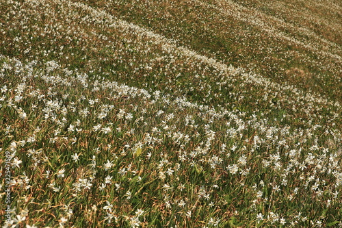 Fototapeta Naklejka Na Ścianę i Meble -  Daffodil mountain in Slovenia