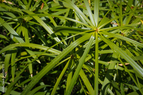 umbrella papyrus ( Cyperus alternifolius) plant leaves closeup