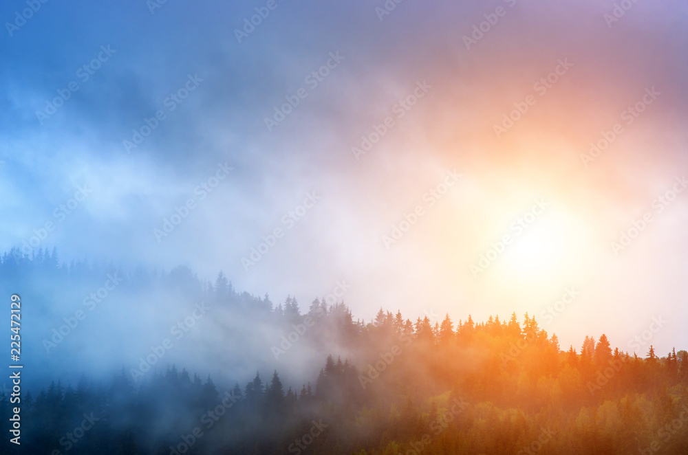 sunrise and mist over the pine forest in the mountains.