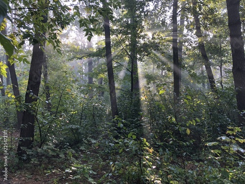 Morning in the forest: Sun ray