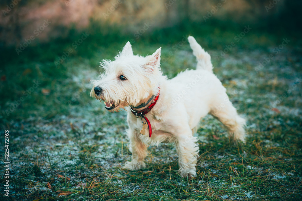 Small West Highland White Terrier - Westie, Westy Dog Small West Highland White Terrier - Westie, Westy Dog