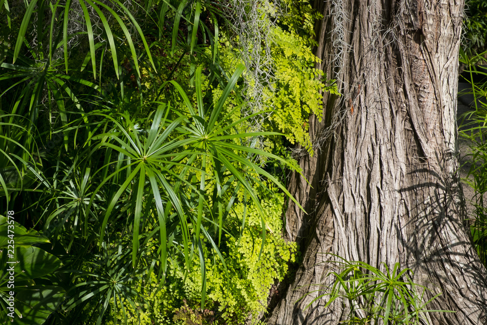 Fototapeta premium tree trunk overgrowing plants in tropical forest / jungle