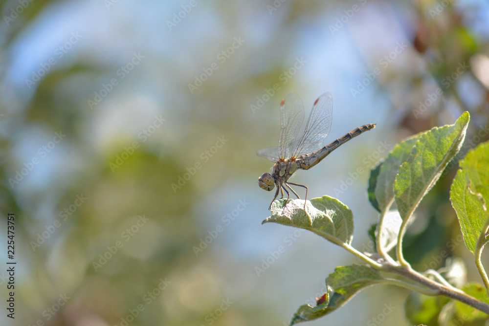 Dragonfly Insect Sitting on Plant Macro Dragonfly Insect Sitting on Plant Macro