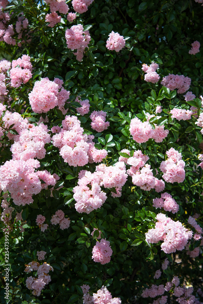 薔薇　岩見沢バラ園