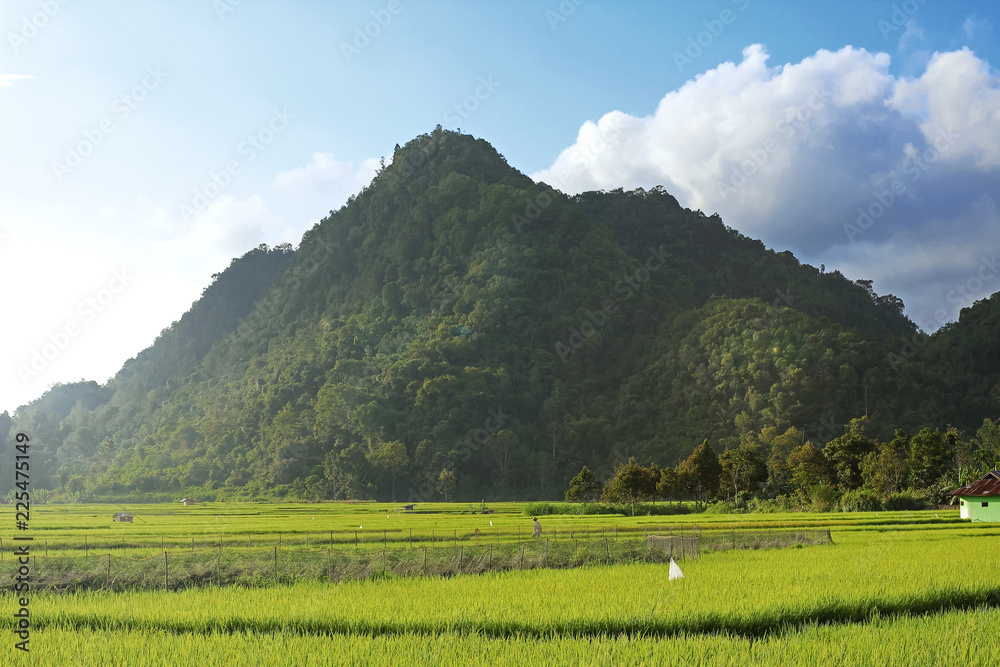 Rice Fields With Mountain Background
