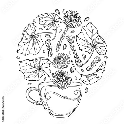 Vector drawing of contour cup of Tussilago farfara or coltsfoot herbal tea with leaves and flower in black isolated on white background. Coltsfoot outline bunch for medicinal design or coloring book.