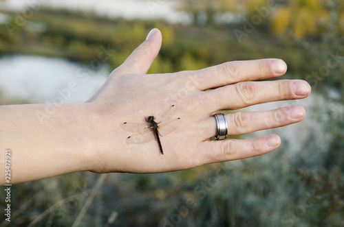 Dragonfly sitting on his hand