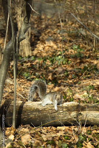 Squirrel in the Central Park, New York