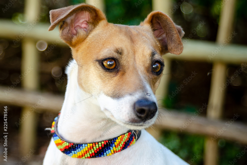 Cute perky terrier with expressive eyes and perked ears wearing colourful collar - obrazy, fototapety, plakaty 