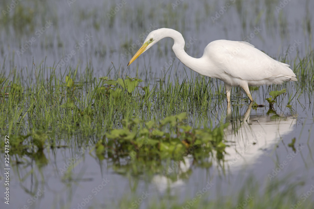 An adult Great egret (Ardea alba) foraging in a nature reserve in Poland. Walking slowly in a field flooded by a river. An adult Great egret (Ardea alba) foraging in a nature reserve in Poland. Walking slowly in a field flooded by a river.