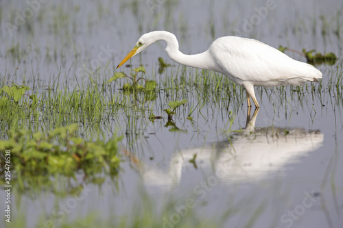An adult Great egret (Ardea alba) foraging in a nature reserve in Poland. Walking slowly in a field flooded by a river.