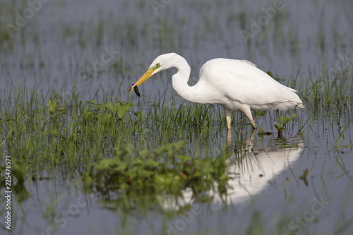 An adult Great egret (Ardea alba) catching a larva in a nature reserve in Poland. .