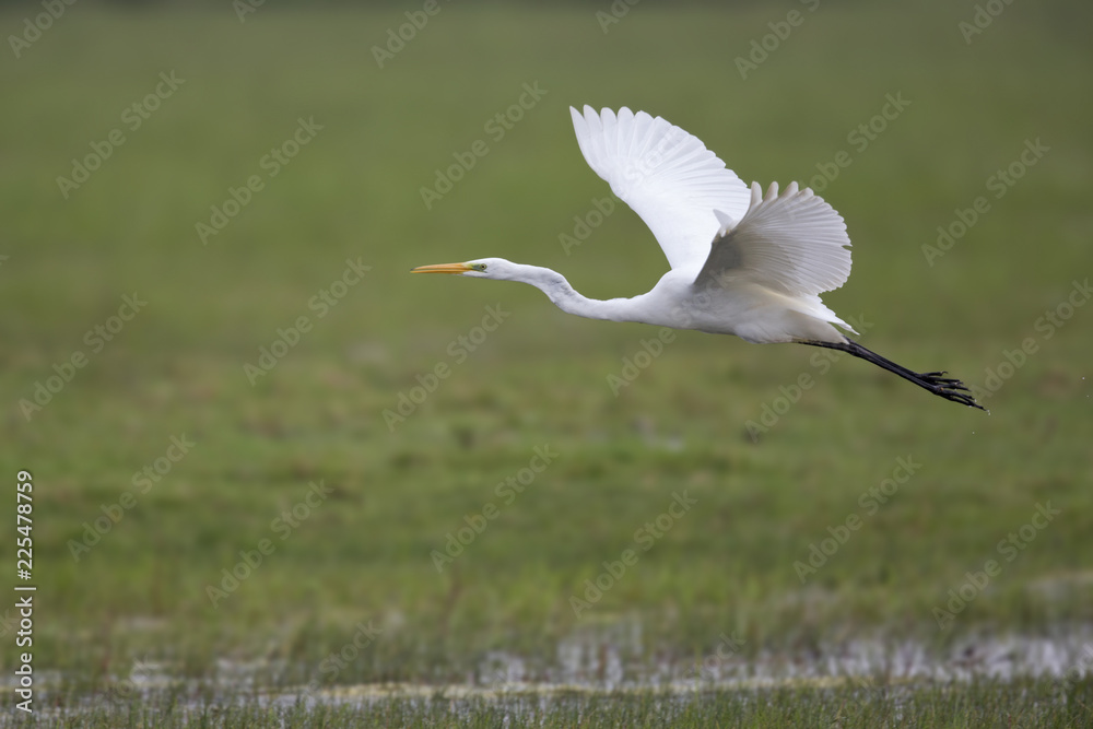 An adult Great egret Ardea alba taking off to the sky in a nature reserve in Poland. An adult Great egret Ardea alba taking off to the sky in a nature reserve in Poland.
