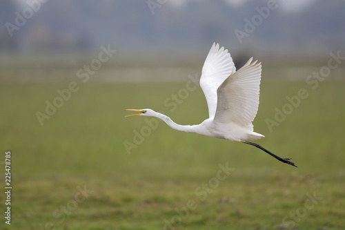 An adult Great egret Ardea alba taking off to the sky in a nature reserve in Poland.