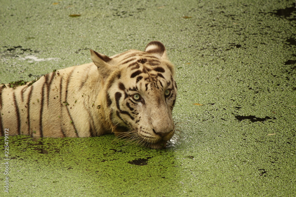 Fototapeta premium white tiger