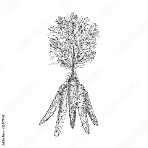 Bunch of carrots. Isolated black vector illustration in low-poly style on a white background. The drawing consists of thin lines and dots. Polygonal image on topics of vegetables or food. Low poly EPS