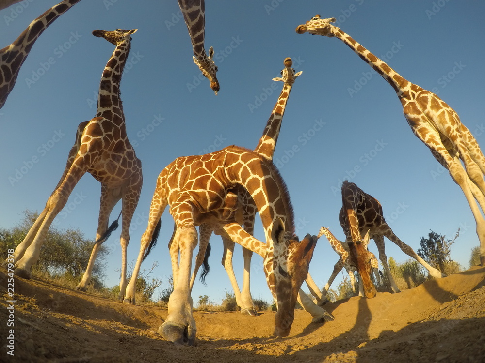 Fototapeta premium Reticulated Giraffes 