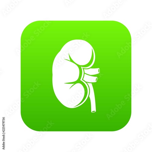 Kidney icon digital green for any design isolated on white vector illustration