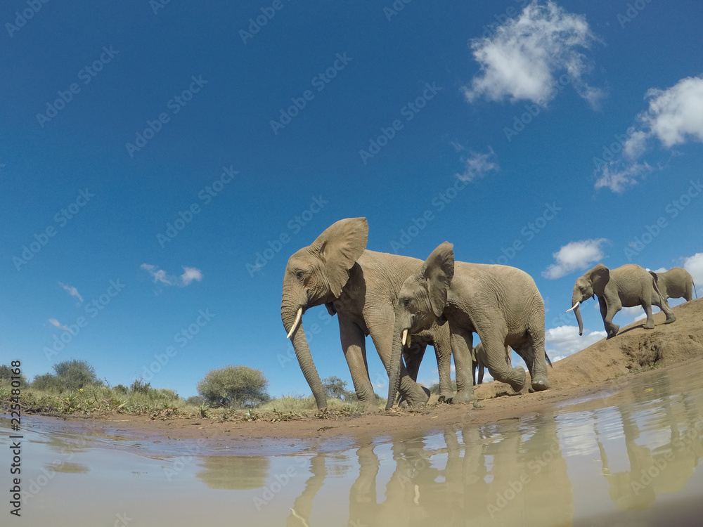 Fototapeta premium African Elephant