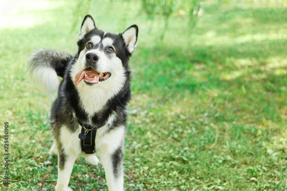 Playful husky dog on grass in the park