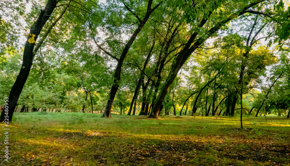 willows in the park are growing near the lake