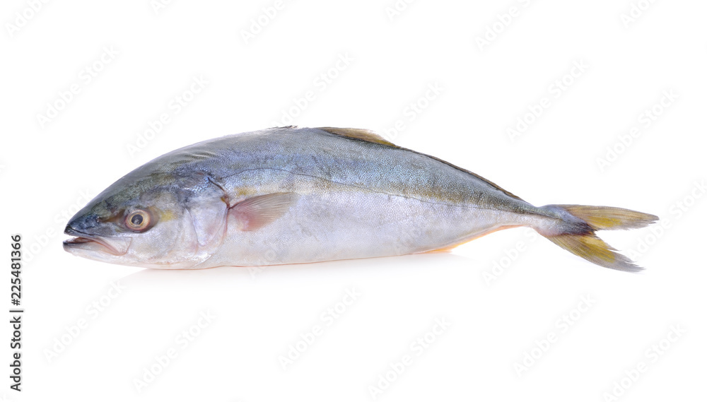 whole round Yellowtail fish or Hamachi fish on white background whole round Yellowtail fish or Hamachi fish on white background