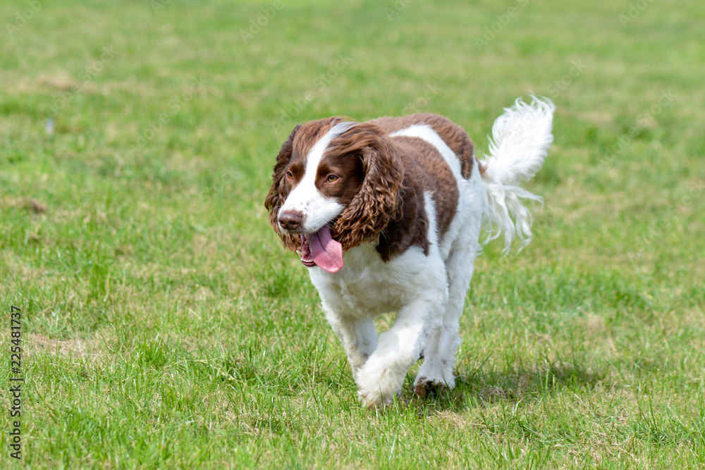 English Springer Spaniel dog running in park English Springer Spaniel dog running in park