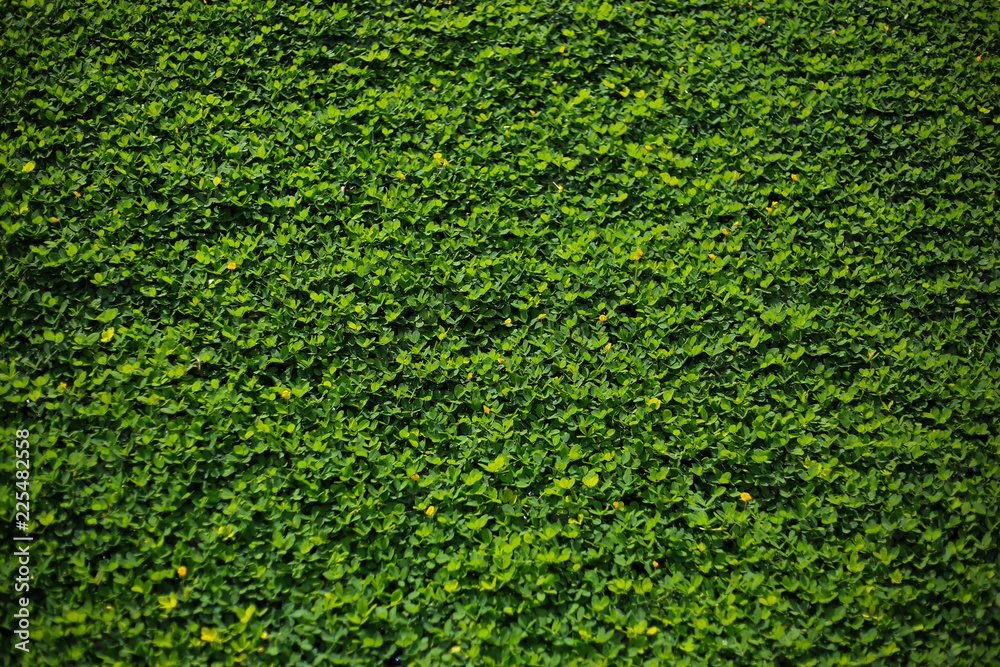 Lush green backgrounds plant grown covered on the wall. Ecology