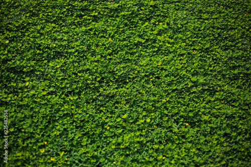 Lush green backgrounds plant grown covered on the wall. Ecology exterior natural design decorate in garden house.
