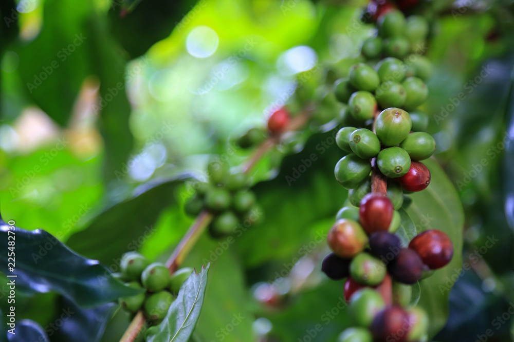 Arabica coffee berry raw on coffee tree hard bean of the north of Thailand. Arabica coffee berry raw on coffee tree hard bean of the north of Thailand.