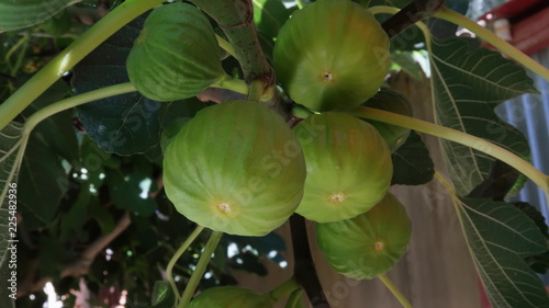 Higos verdes maduros en una rama de higuera en Septiembre Zamora, España