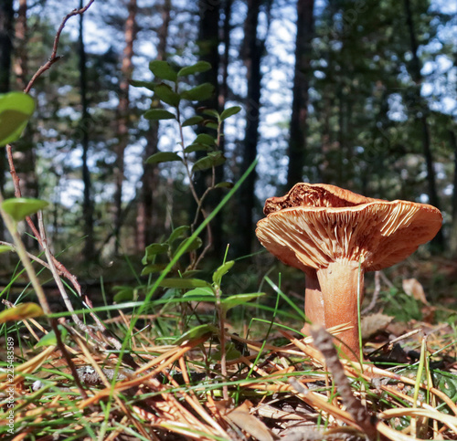 Russula (Lactarius subdulcis) close up among the grass, twigs and moss. Sunny autumn day photo