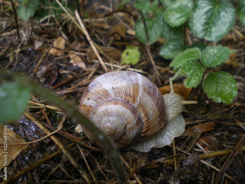 Weinbergschnecke-Naturschutz-Arten-NRW-gt Weinbergschnecke-Naturschutz-Arten-NRW-gt