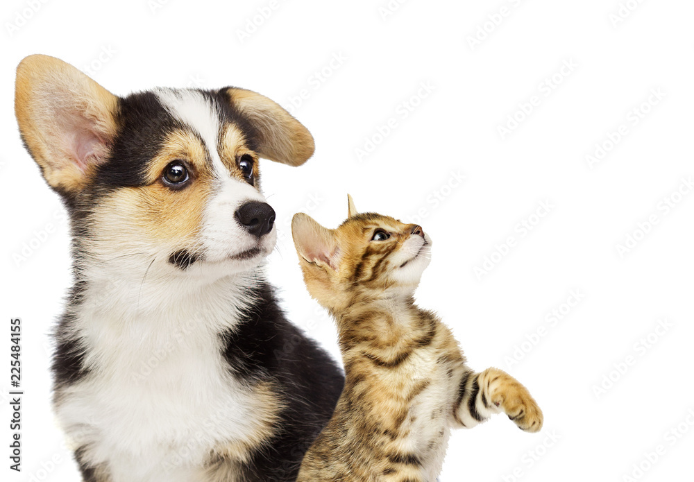 kitten and puppy kitten and puppy