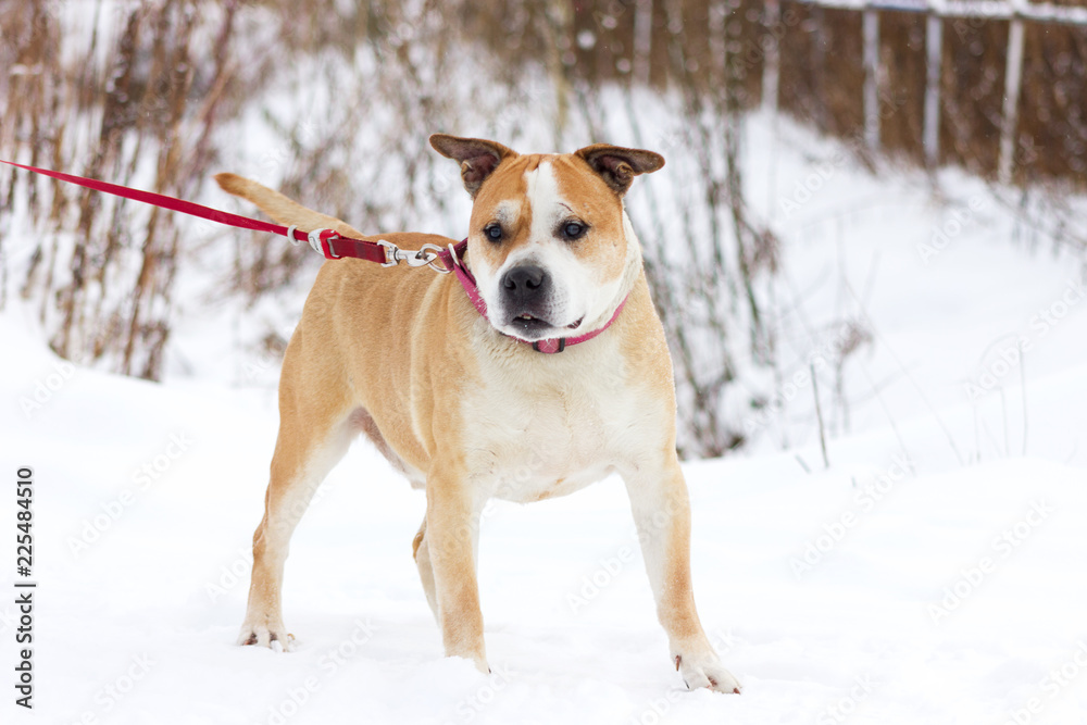 Old red dog walks outdoor at winter