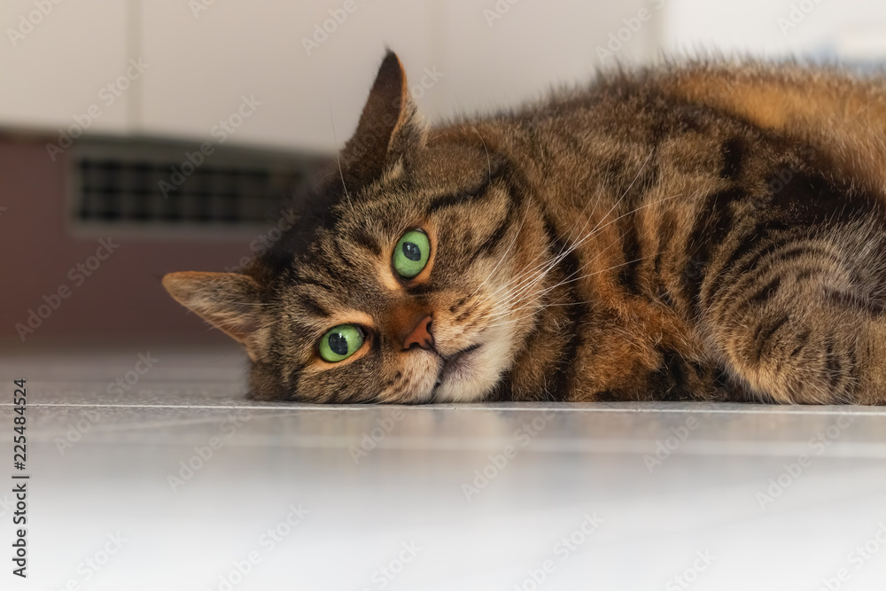 Lazy cat with big green eyes and funny face lying on white floor