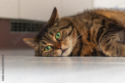 Lazy cat with big green eyes and funny face lying on white floor photo