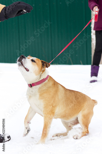 Fototapeta Naklejka Na Ścianę i Meble -  Old red dog walks outdoor at winter