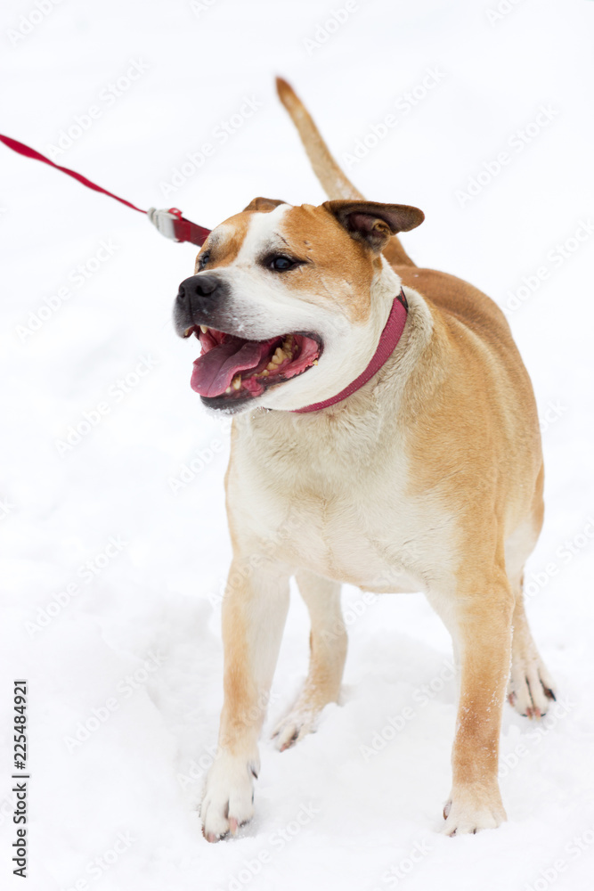 Old red dog walks outdoor at winter Old red dog walks outdoor at winter