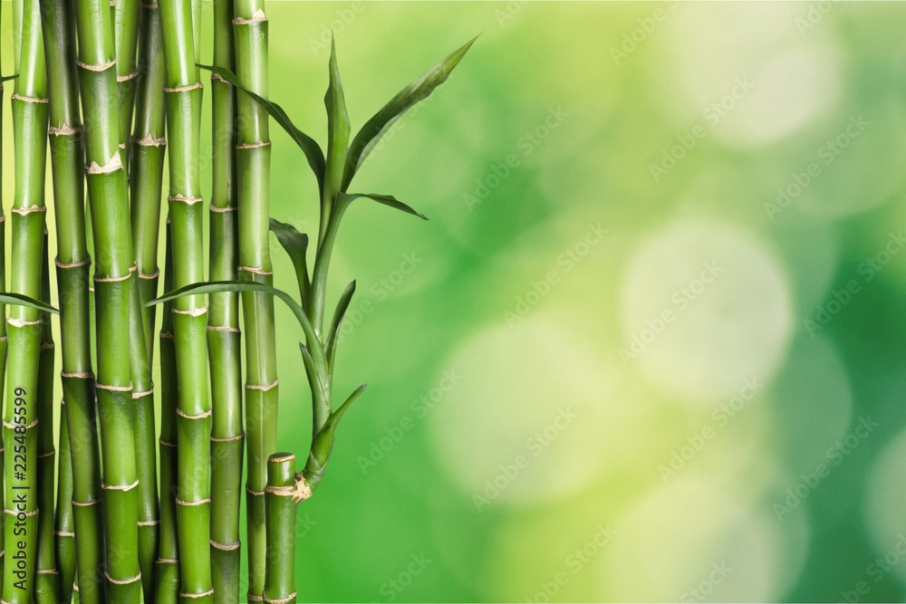 Fototapeta Wiele bambusowi badyle na tle