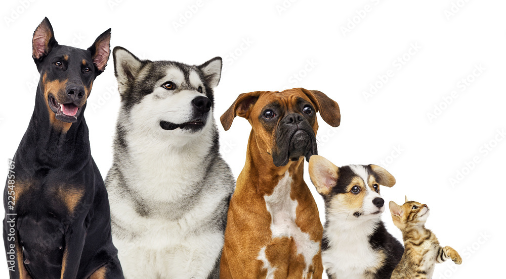 Naklejka premium kitten and puppy