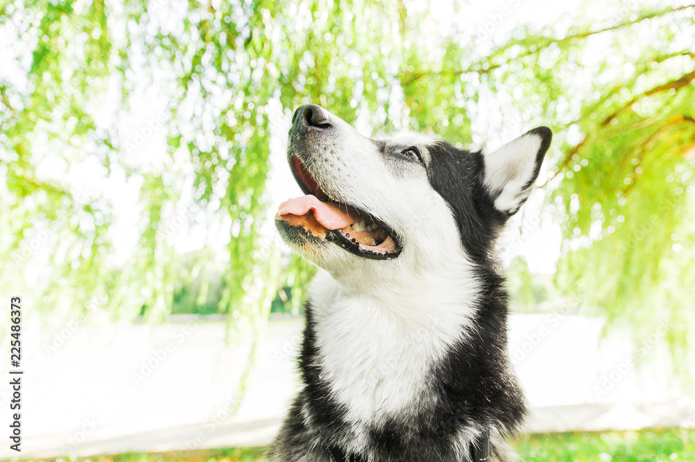 Big husky dog in the park. Black and white dog. Husky dog face